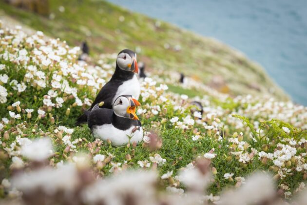Skomer Island