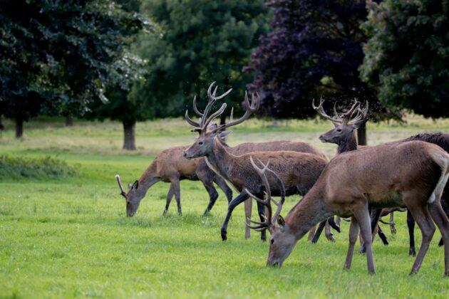 Deer Park